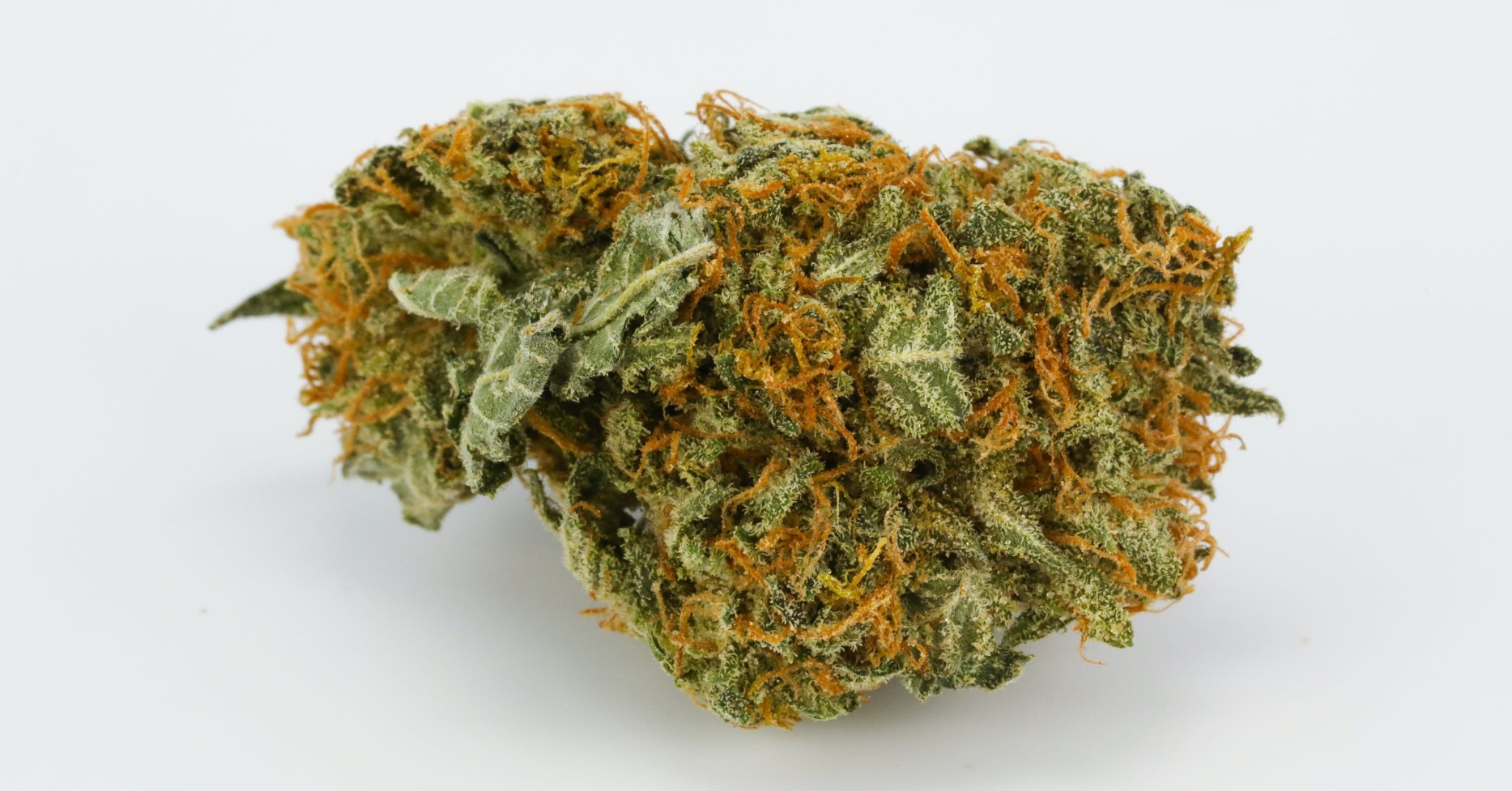 Qualla Bear Strain Review