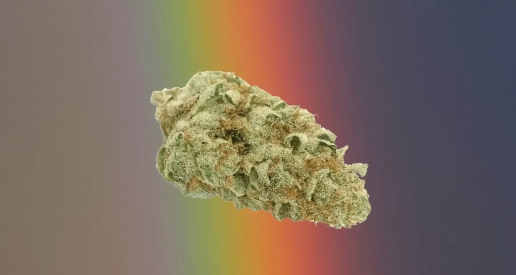 Rainbow cookie strain review